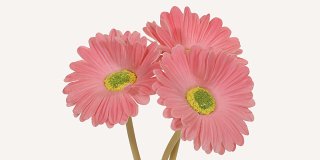 Tre konstgjorda rosa gerberablommor med gul mitt, arrangerade på en vit bakgrund.