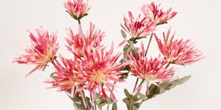 Mörkrosa konstgjord krysantemum Shungi, 72 cm hög med nio blommor och realistiska blad.